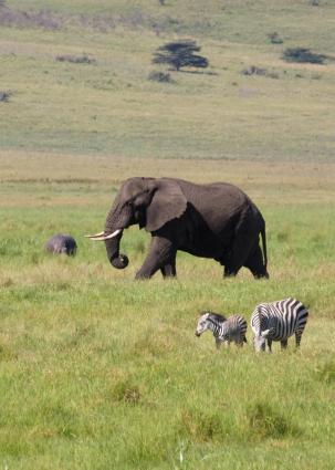 Ngorongoro-0570.jpg - Bull Elephant with Hippo and Zebra