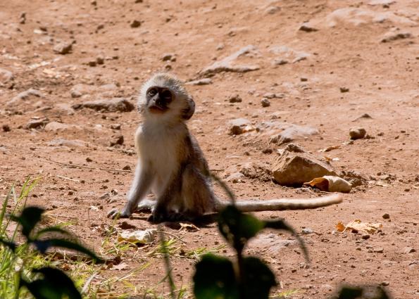 Ngorongoro-0659.jpg - Baby Black-faced Vervet Monkey