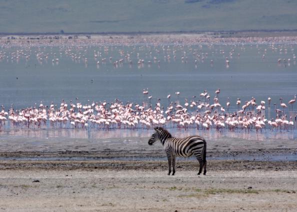 Ngorongoro-0761.jpg - more flamingos and a single zebra