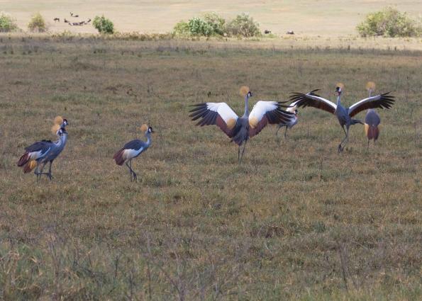 Ngorongoro-1068.jpg - Crowned Cranes dancing