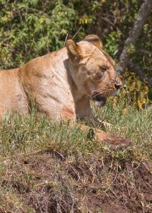 Ngorongoro-1087.jpg - Lion after the feast