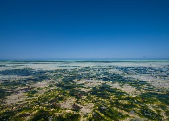 Zanzibar-3647.jpg - Seaweed next door at low tide