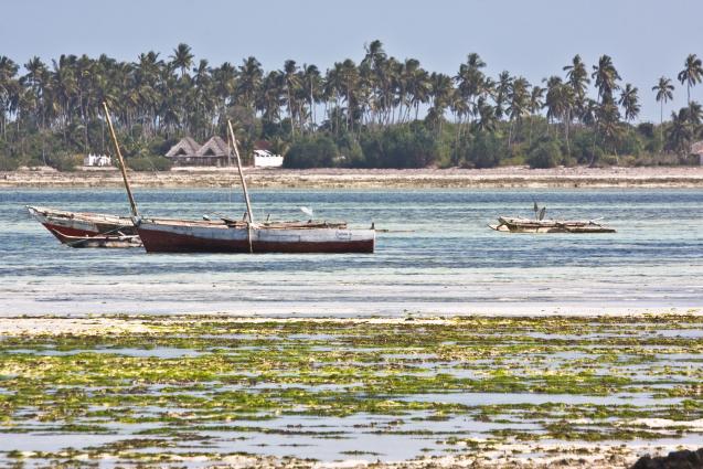 Zanzibar-5124.jpg - local fishing boats