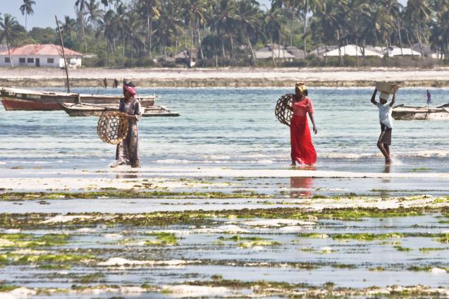 Zanzibar-5131.jpg - local going to farm their seaweed