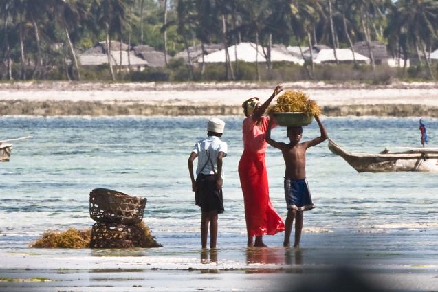 Zanzibar-5148.jpg - carrying seaweed to shore (done during low tide)