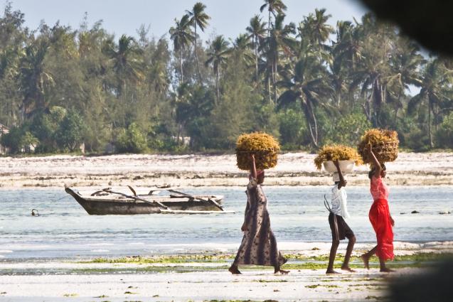 Zanzibar-5154.jpg - Seaweed harvest!!! (no kidding)