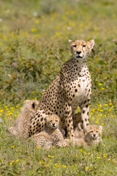 Eleanor and cubs