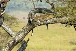 Leopard in tree