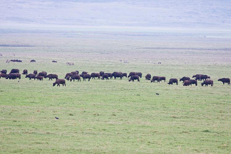 2009_Ngorongoro_40A-8445.jpg
