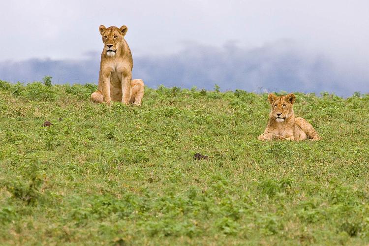 2009_Ngorongoro_40A-8748.jpg