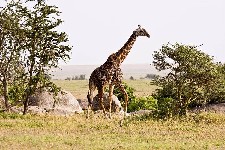 2009_Serengeti_40A-2380.jpg