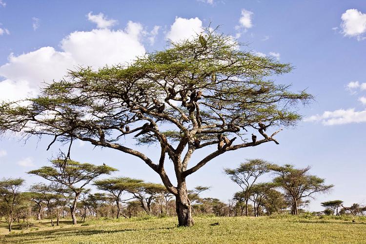 2009_Serengeti_40B-1054.jpg