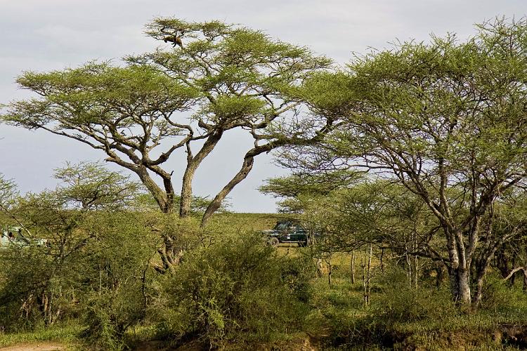 2009_Serengeti_40B-1095.jpg