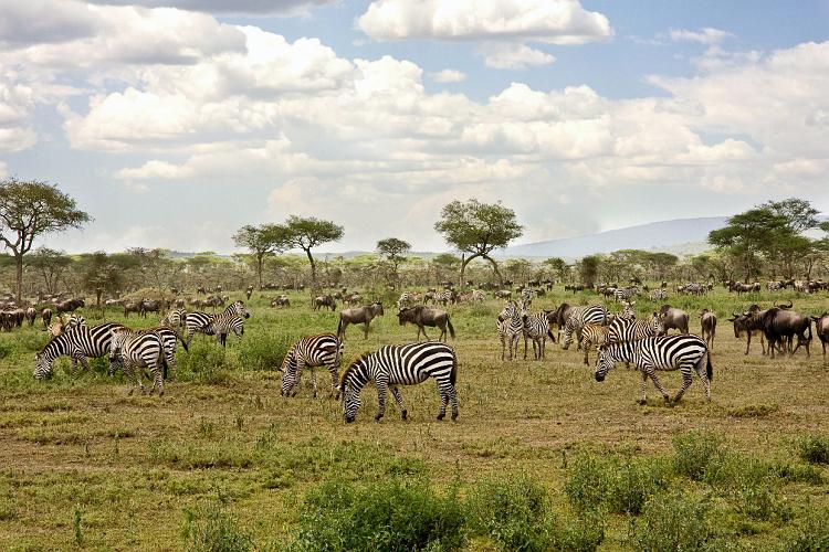 2009_Serengeti_40B-1146.jpg