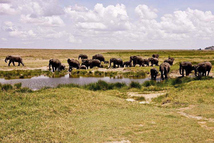 2009_Serengeti_40B-1276.jpg