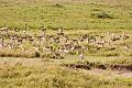 2009_Serengeti_40A-2400
