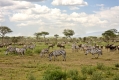 2009_Serengeti_40B-1146