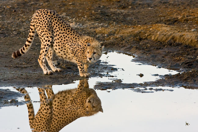 Ndutu Cheetah from 2009