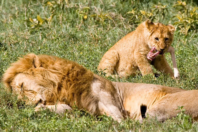 Lions in Ngorogoro Crater