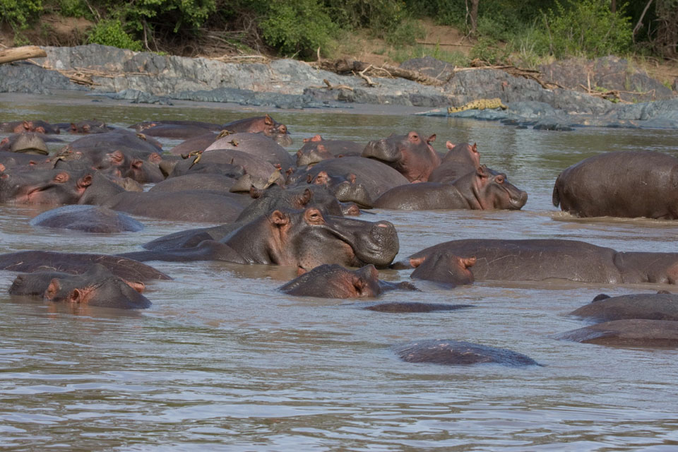 Hippo Pool