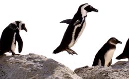 South Africa penguin