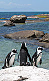 South Africa native penguin