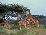 giraffe family South Africa