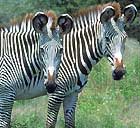 zebra