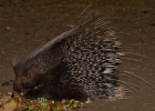 MG 5139  Porcupine at the night hide