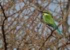 MG 5181  Swallow-tailed Bee-eater