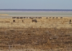 MG 5404  Blue wildebeest with the Etosha pan in the distance
