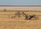 MG 5910  Sunrise over the Etosha pan