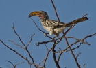 MG 6768  Southern yellow-billed hornbill