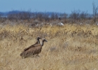 MG 6073  Vultures