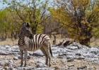 MG 6115  Burchell&#39;s zebra