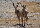 MG 6128  More kudu