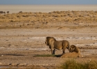 MG 6618  Watching the females get ready to hunt.  We had to get back to camp before dark.