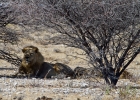 MG 6666  Lazy lions on the way to camp