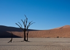 MG 0060  Dead Vlei trees