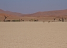 MG 7847  Springbok in Dead Vlei
