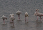 MG 7203  Greater flamingos