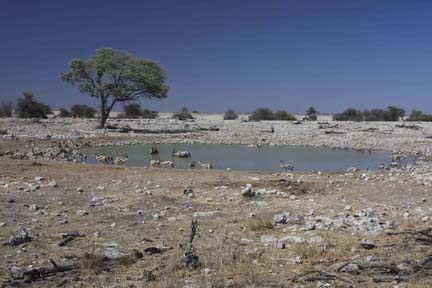 Okaukuejo Water Hole