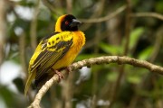 Black-headed weaver : 2014 Uganda