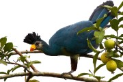 Great blue turaco