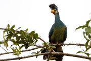 Great blue turaco : 2014 Uganda