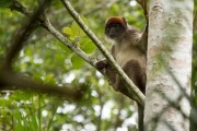 Red colobus monkey