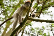 Red colobus monkey : 2014 Uganda