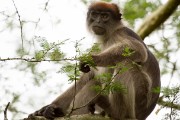 Red colobus monkey : 2014 Uganda