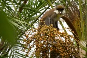 Patas monkey : 2014 Uganda