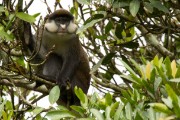 Patas monkey : 2014 Uganda